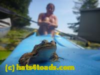 /home//u458753944/public_html/sourcegallery//Frogs/More bullfrogs/P1160641.JPG